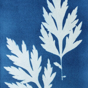 Two lacy looking mugwort leaves against Prussian blue background