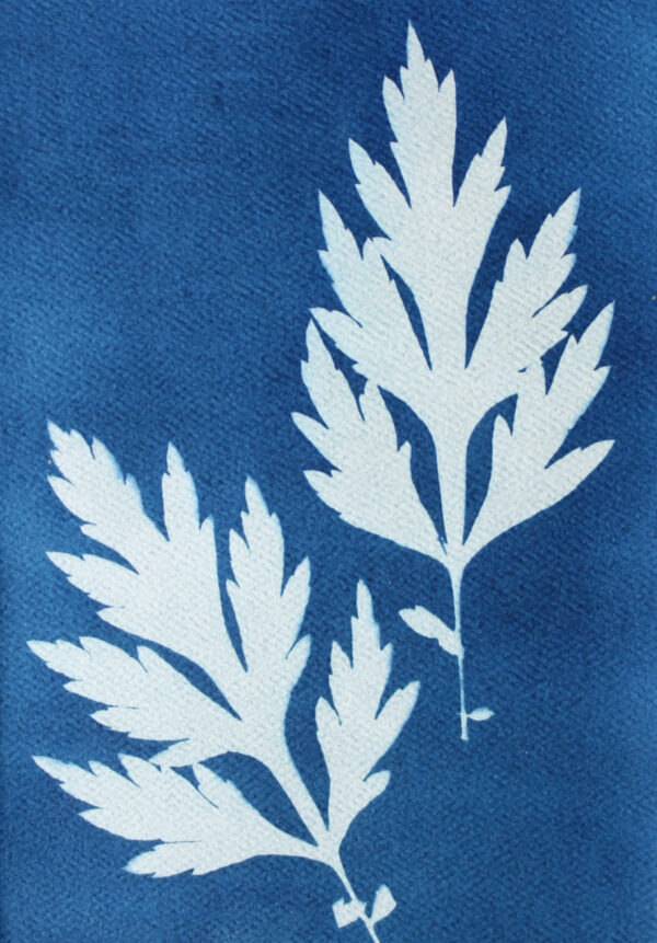 Two lacy looking mugwort leaves against Prussian blue background