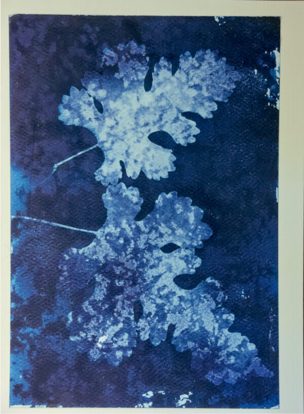 Two angled mulberry leaves, cyanotyped over sponged paper so that the texture shows in their outlines. Exterior to the leaves is irregular dark blue, also sponged, but much more densely. This is on an ivory card.