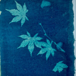 Japanese maple leaves on stem, cyanotyped on dark blue handmade paper with deckled edge, over green mulberry paper vertical on left side, with feathered edge.