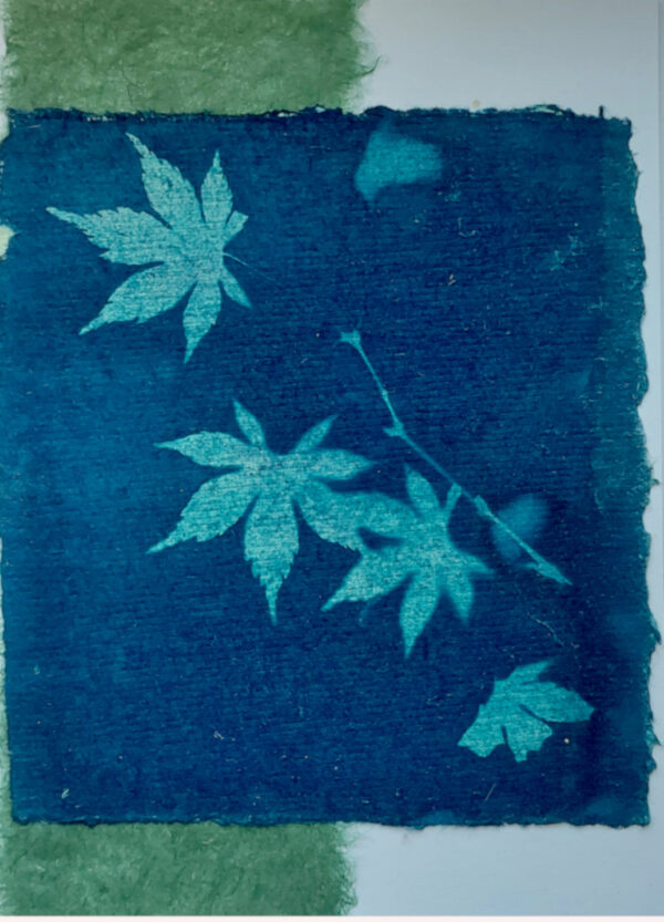 Japanese maple leaves on stem, cyanotyped on dark blue handmade paper with deckled edge, over green mulberry paper vertical on left side, with feathered edge.