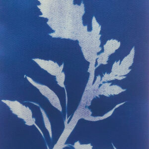 A stem of celosia, which curves beautifully across the card: image in slightly flecked pale blue with areas of light purple, against dark blue background.