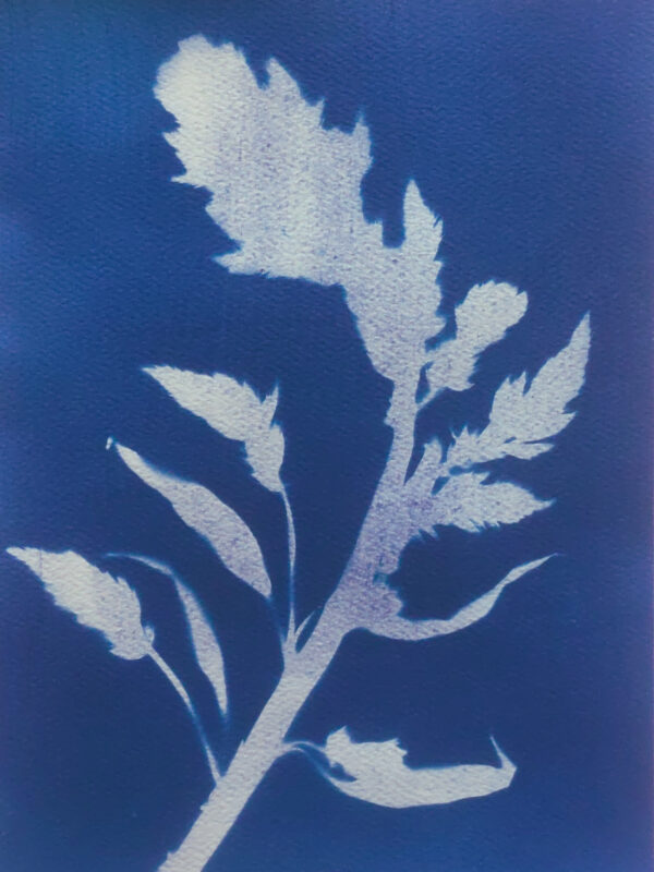 A stem of celosia, which curves beautifully across the card: image in slightly flecked pale blue with areas of light purple, against dark blue background.