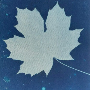 Full maple leaf against dark blue background