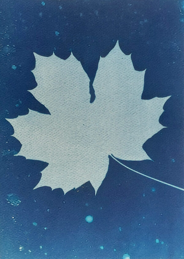 Full maple leaf against dark blue background