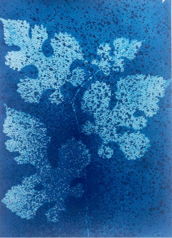 Stem of mulberry leaves in graduated sizes, sprayed for visual texture, leaves in tones of light cyano with droplets of dark blue, against dark blue background.