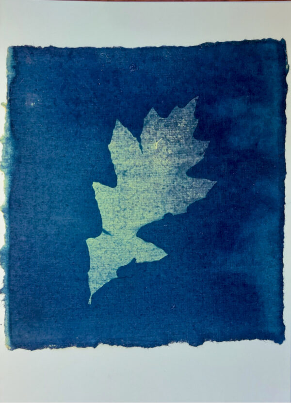 Small oak leaf in flecked yellow, tilted to right, hints of purple on top edge of leaf, against dark blue background, deckle edged square paper on white card