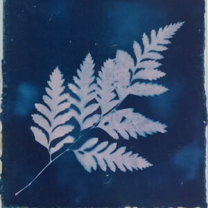 Pink fern cyanotyped on dark blue, over feather-edged blue mulberry paper, on white card