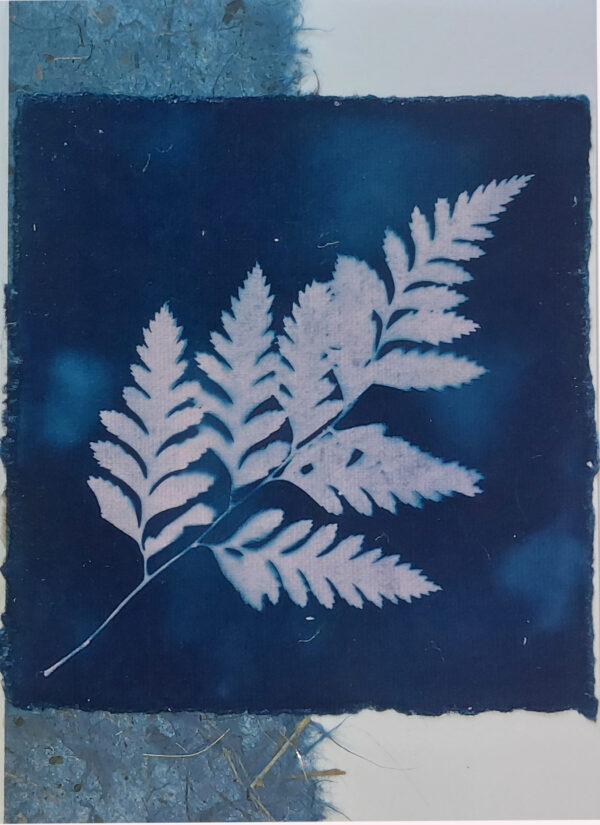 Pink fern cyanotyped on dark blue, over feather-edged blue mulberry paper, on white card