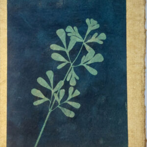 Stem of rue, cyanotyped on green mulberry paper, so the image appears in green against a dark blue background. This is mounted on "aged" handmade watercolor paper.