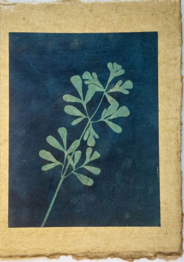 Stem of rue, cyanotyped on green mulberry paper, so the image appears in green against a dark blue background. This is mounted on "aged" handmade watercolor paper.