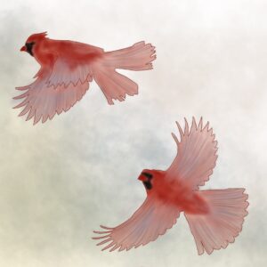 Two cardinals / Deux cardinaux